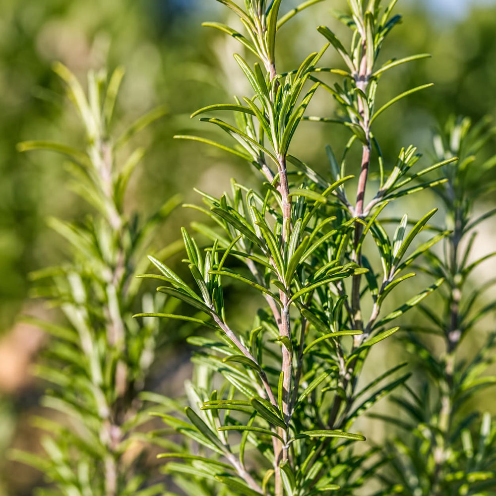 Rosemary Leaf