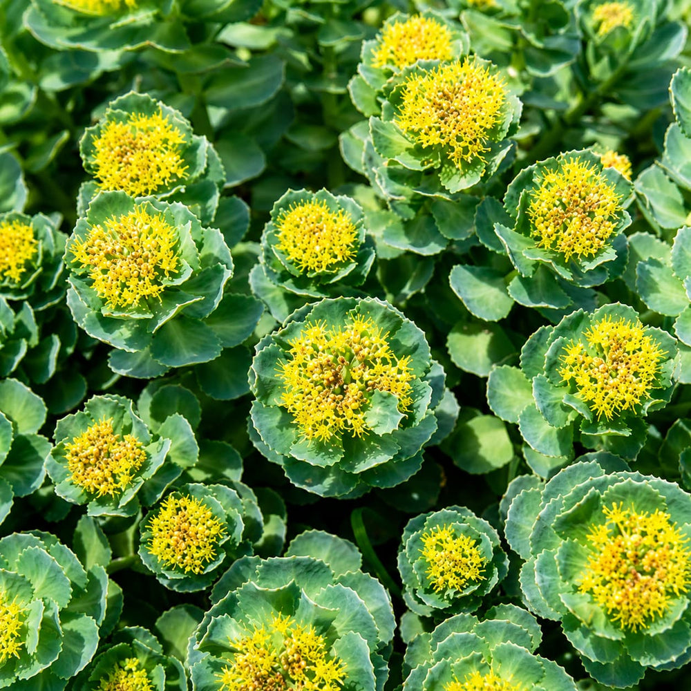 Rhodiola Rosea